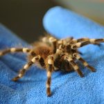 Do Nemecka pasovali tarantuly v obaloch susienok