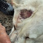 Kontrolori prisli necakane prisiel chovatel 186 psov