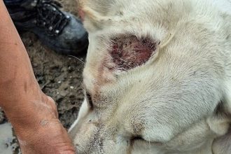 Kontrolori prisli necakane prisiel chovatel 186 psov