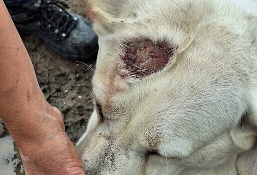 Kontrolori prisli necakane prisiel chovatel 186 psov