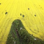 Kanada vyjadrila sklamanie z novych ciel na repku do Ciny