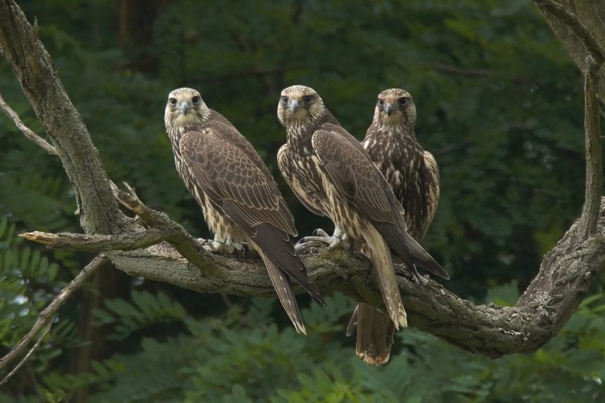 Pocet hniezdeni sokola raroha na Slovensku rastie