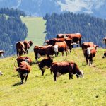 Q horucka na Slovensku po tridsiatich rokoch