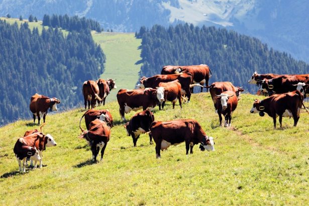 Q horucka na Slovensku po tridsiatich rokoch