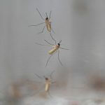 V Cesku sa usadil invazivny japonsky komar