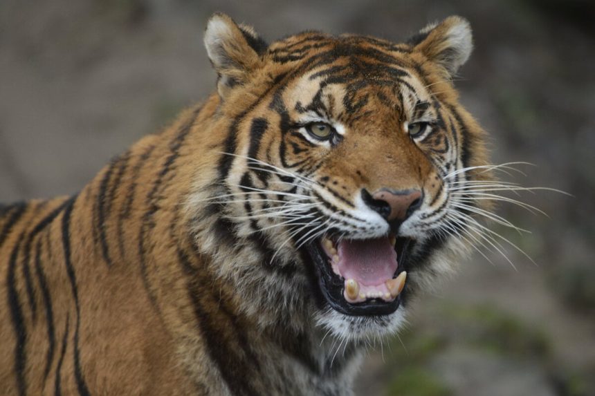 V Jeruzalemskej biblickej zoo tiger usmrtil osetrovatela
