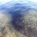 V niektorych bratislavskych jazerach eviduju nalevnika zdraviu neskodi