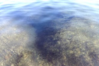 V niektorych bratislavskych jazerach eviduju nalevnika zdraviu neskodi