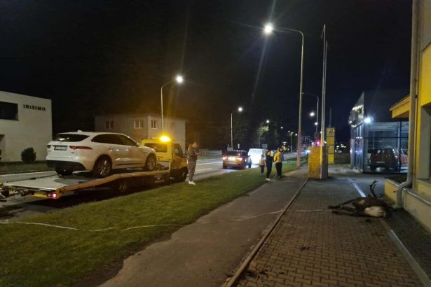 Jelen vyskocil na cestu v Ruzomberku