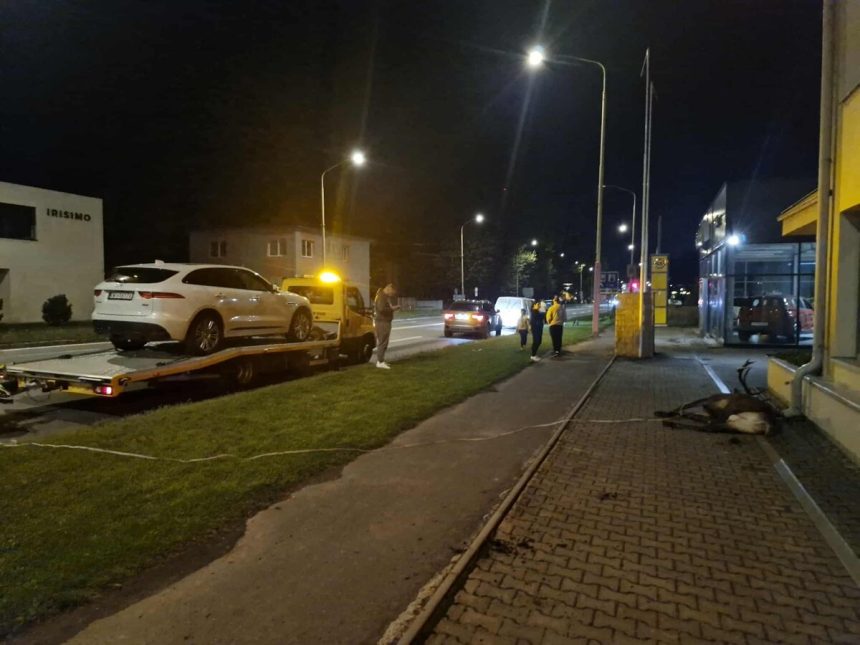Jelen vyskocil na cestu v Ruzomberku