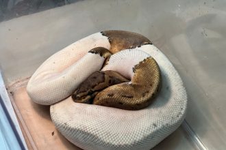 Na najvacsom sidlisku nasli opusteneho pytona