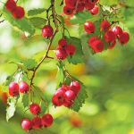 Spoznajte recepty z hlohu obycajneho a jeho benefity