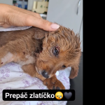 Stena nasli s oskallpovanou hlavou veterinar ho uspal