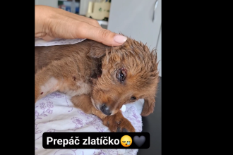 Stena nasli s oskallpovanou hlavou veterinar ho uspal