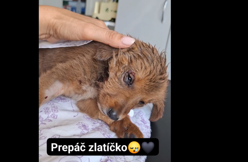 Stena nasli s oskallpovanou hlavou veterinar ho uspal