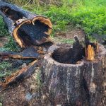 V Slovenskom raji horel strom ma za tym turista