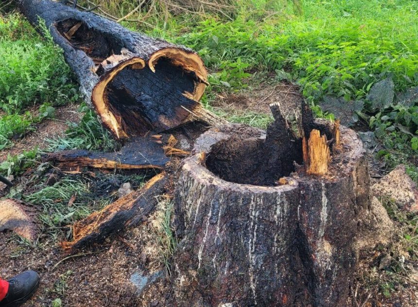V Slovenskom raji horel strom ma za tym turista
