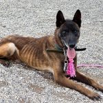 Zachranna akcia na Zahori 20 psov v zubozenom stave