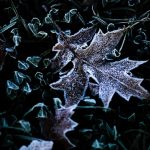 Pocas poslednych noci a ran mrzlo vacsine uzemia