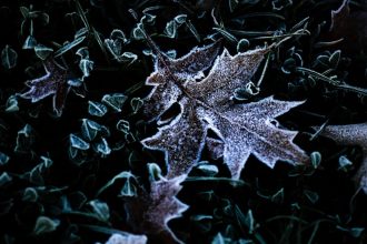 Pocas poslednych noci a ran mrzlo vacsine uzemia