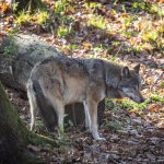 Polovnici v tejto sezone zastrelili 39 vlkov