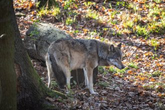 Polovnici v tejto sezone zastrelili 39 vlkov