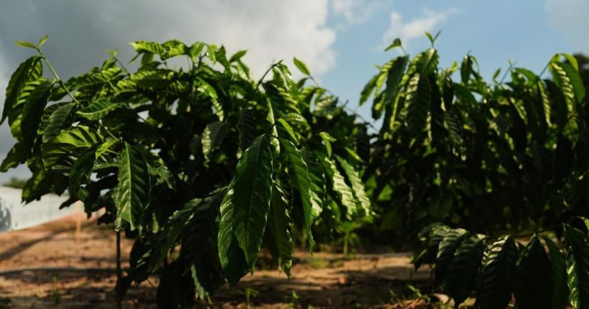 Agro Globalne ceny kavy v piatok klesli