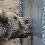 KOSICE Zoologicka zahrada v Kosiciach je opat otvorena