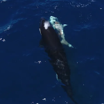 Kosatky pri Mexiku sa naucili lovit zraloky