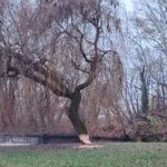 Obrovsky strom v parku nacal bobor museli ho vypilit