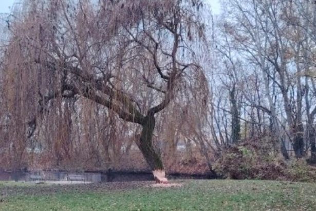 Obrovsky strom v parku nacal bobor museli ho vypilit