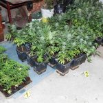 Policajti odhalili pestovatela konope zhabali rastliny