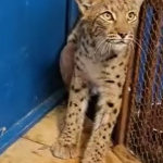 Vazne zraneny rys z Mytnej sa zotavuje