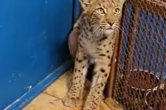 Vazne zraneny rys z Mytnej sa zotavuje