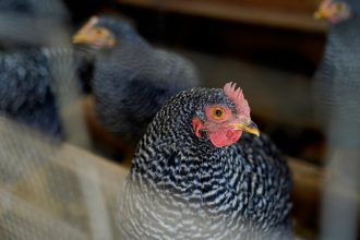 Viacere europske krajiny zavadzaju opatrenia proti H5N1
