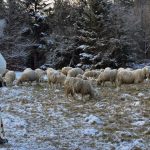 Pastieri patrili k vianocom divadlam a kolidam