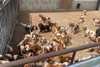 Policia vykonala najvacsi zasah proti nelegalnemu mnozeniu psov