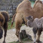 Pre zvierata v zoo je dolezity nemenny rezim aj na Stedry den