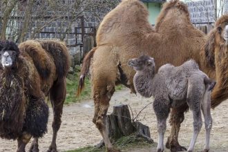 Pre zvierata v zoo je dolezity nemenny rezim aj na Stedry den