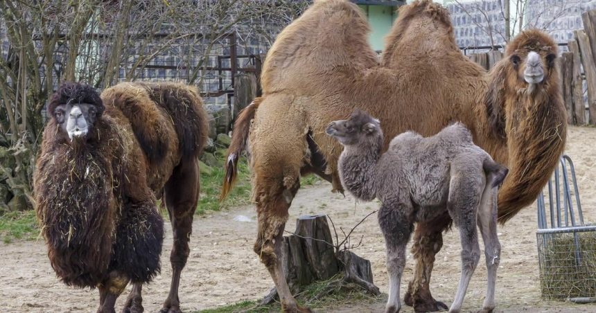 Pre zvierata v zoo je dolezity nemenny rezim aj na Stedry den