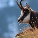 V Tatrach ho lovil aj Fidel Castro Kamziky sa znova mozu stat obetou politiky