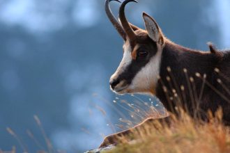 V Tatrach ho lovil aj Fidel Castro Kamziky sa znova mozu stat obetou politiky
