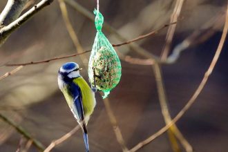 Verejnost moze opat v januari pocitat vtaky na krmidlach