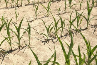 Britania Rok 2025 bol najsusejsim a najteplejsim v historii