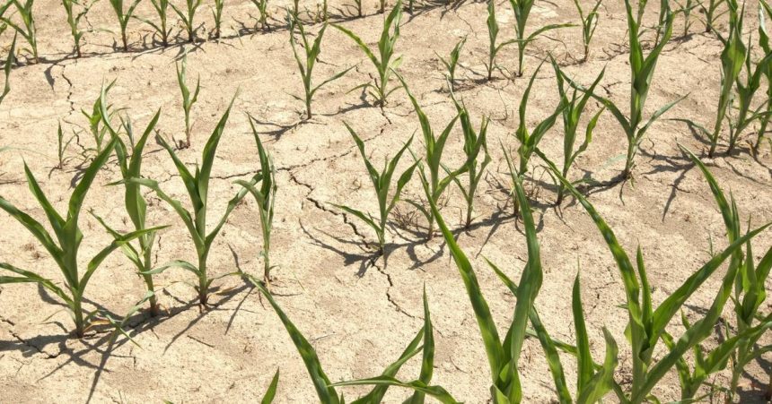 Britania Rok 2025 bol najsusejsim a najteplejsim v historii