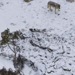 Finsko Polovnici prvy den lovu zabili 12 vlkov
