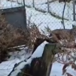 v bojnickej zoo prijali dve mladata nasej vzacnej selmy ich navrat do prirody je neisty