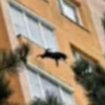 Z balkona veziaka v Povazskej Bystrici vypadol pes pad z velkej vysky nemal sancu prezit