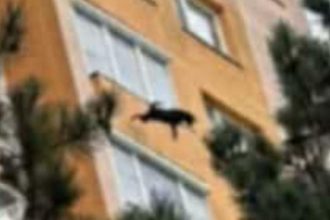Z balkona veziaka v Povazskej Bystrici vypadol pes pad z velkej vysky nemal sancu prezit