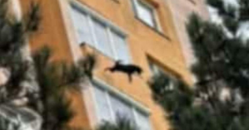 Z balkona veziaka v Povazskej Bystrici vypadol pes pad z velkej vysky nemal sancu prezit